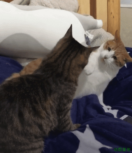 两只小猫咪打架的姿势很可爱GIF图片