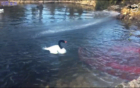 鸭子赶走下水的人GIF动态图