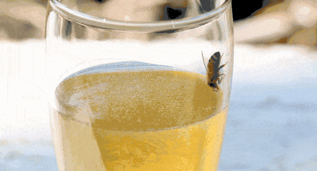 玻璃杯里的小蜜蜂GIF图片
