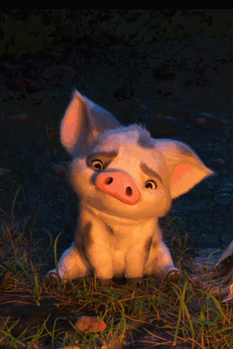 呆萌小猪猪动画图片