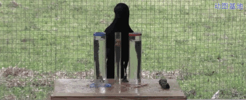 乌鸦喝水是真的？GIF图片