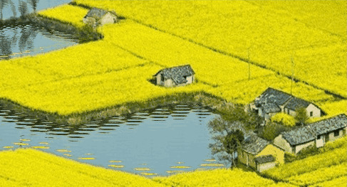 迷人乡村金黄色稻田GIF图片