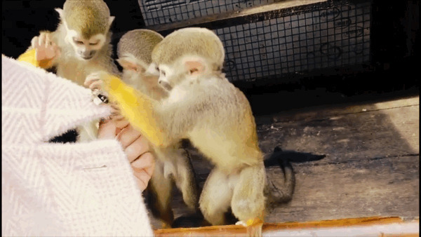 三只小猴子GIF图片