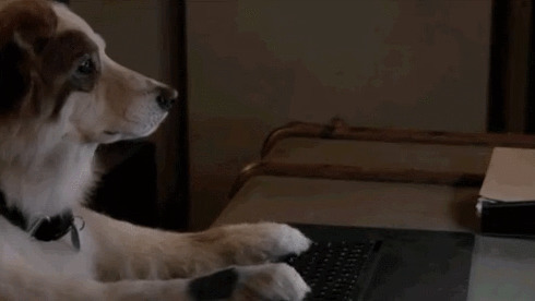 可爱的小狗狗敲键盘上网gif图片