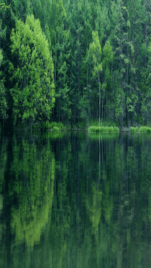 绿树湖中倒影唯美动态图