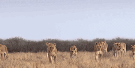 非洲野生狮群GIF图片