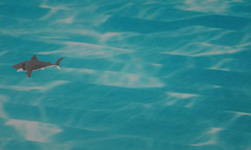 海中的鲨鱼GIF图片