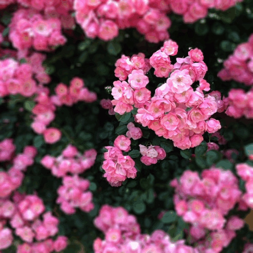 娇美动人的鲜花GIF图片