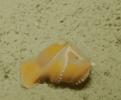 小章鱼GIF图片