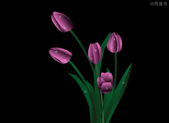 紫色花朵上的露珠动画图片