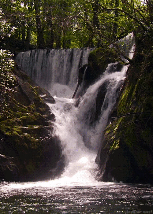森林瀑布汇入江河GIF图片