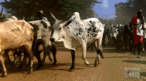 奶牛在路上走着GIF图片