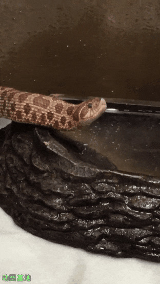 毒蛇喝水gif图片