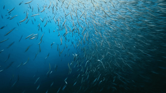 猎食的鱼GIF图片