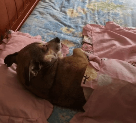 睡觉的狗狗GIF图片