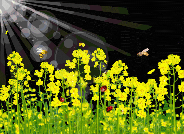 阳光照耀花丛动画图片