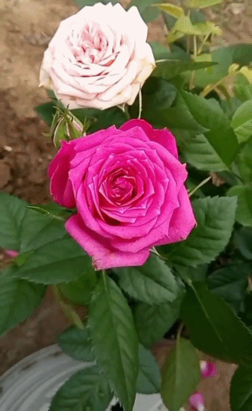 紫色和粉色的玫瑰GIF图片