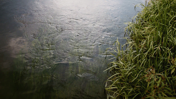 河边的水草GIF图片