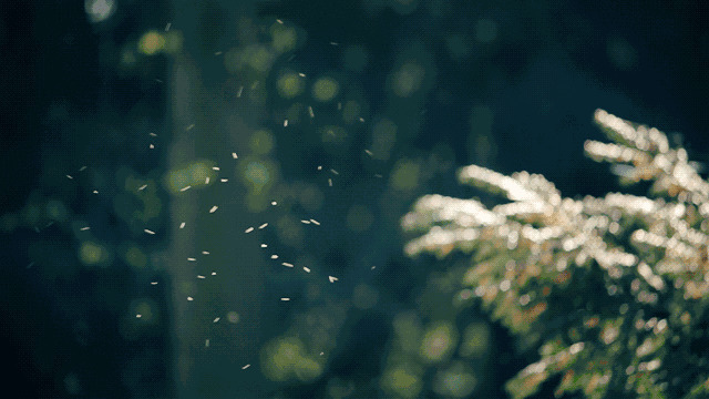 夏天的飞虫GIF图片
