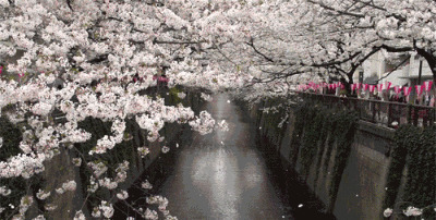 樱花飘落的季节GIF素材图片