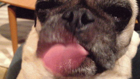狗狗的长舌头GIF图片