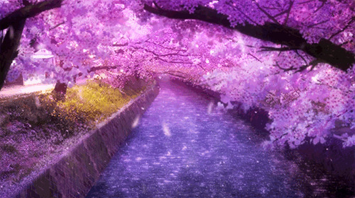 唯美的樱花飘落GIF素材图片