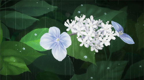 雨中的鲜花动画图片
