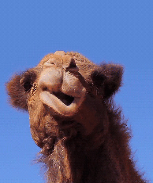 骆驼的嘴不停的搅动好像在不停的吃东西gif图片
