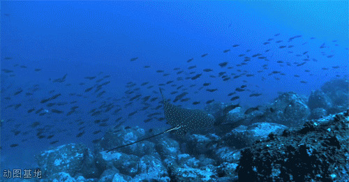 海底大鱼追小鱼动态图片