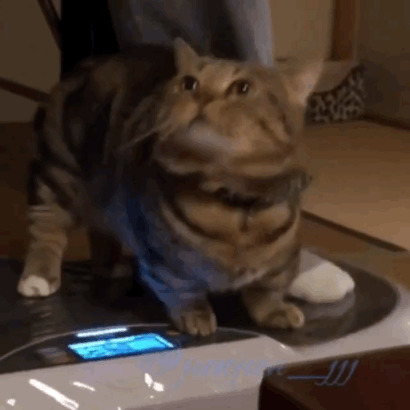 减肥的猫咪GIF动态图