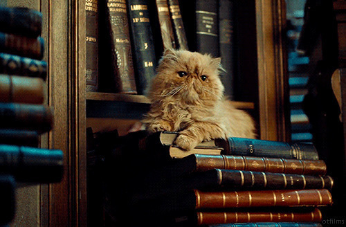 书架上的一只老猫GIF图片