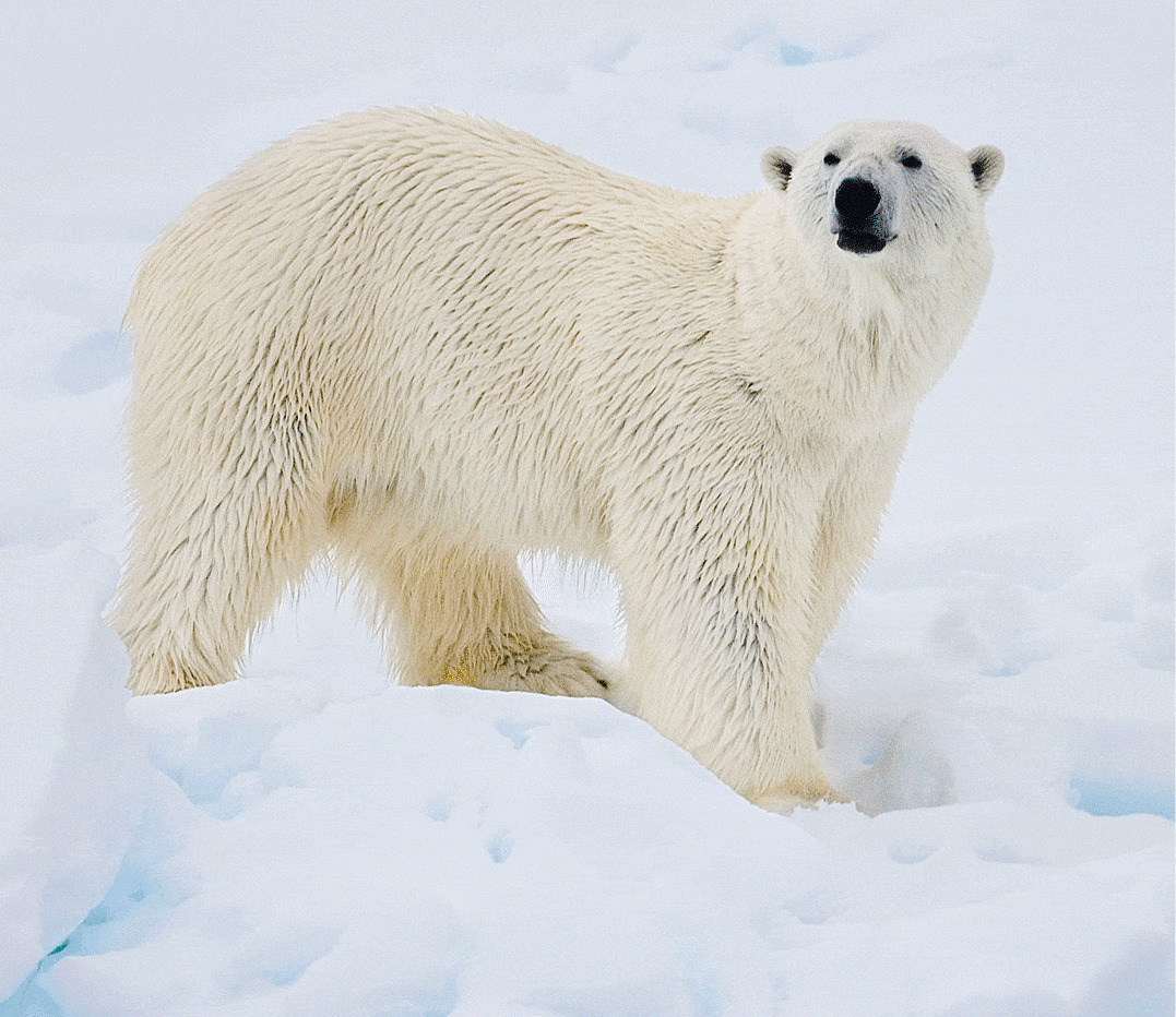 一张北极熊肖像GIF图片
