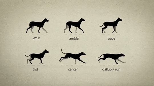 狗狗从走路到奔跑的过程闪图