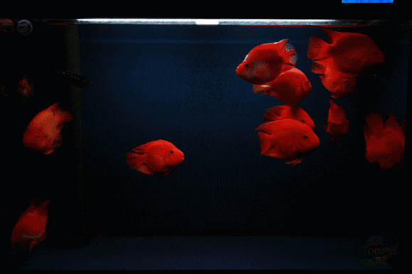 鱼缸里的一群小金鱼不停的游来游去gif图片