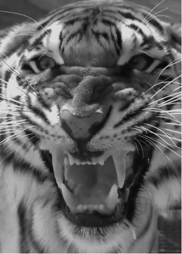 猛虎呲牙裂嘴动态图片