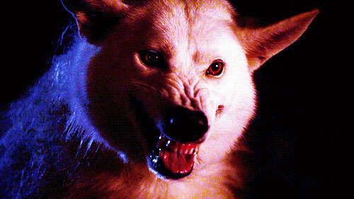 一只凶狠的饿狼龇牙咧齿的样子gif图片
