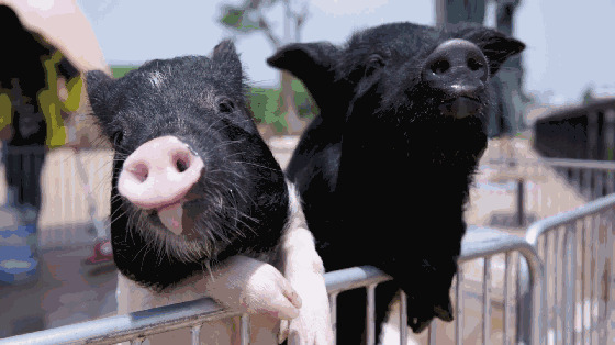 两头小野猪趴在栏杆上东张西望gif图片