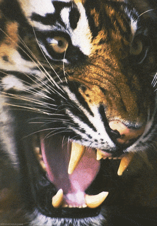 老虎龇牙咧嘴gif图片