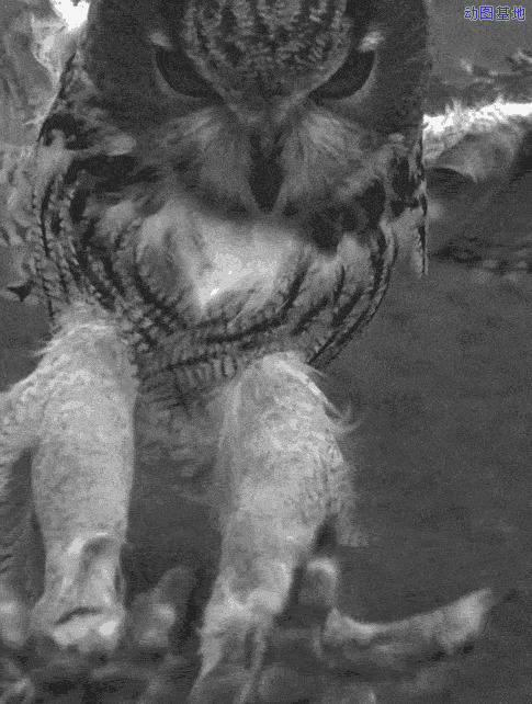 猫头鹰犀利的爪子与眼睛看起来很吓人的样子gif图片
