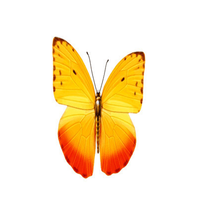 蝴蝶挥舞翅膀动态素材图片