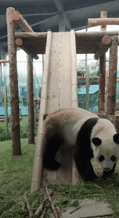 可爱的大熊猫滑滑梯gif图片