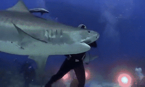 潜水员在海底掰开大鲨鱼的嘴gif图片