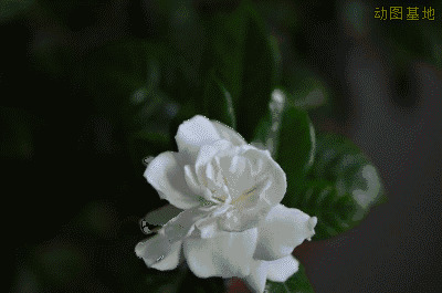 一朵白色的小花慢慢的盛开gif图片