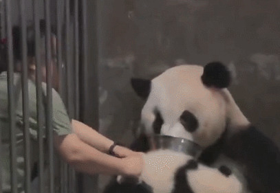给大熊猫喂食动态图片