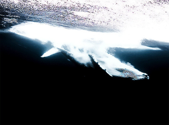 一只大鲨鱼在大海表面翻滚GIF图片