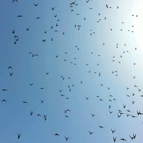 阳光下的鸟群动态图片