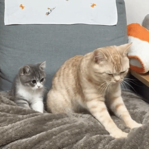 两只可爱的小猫咪卧在沙发上gif图片