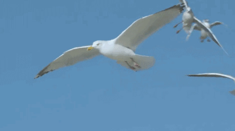 海鸥展翅飞翔动态图片