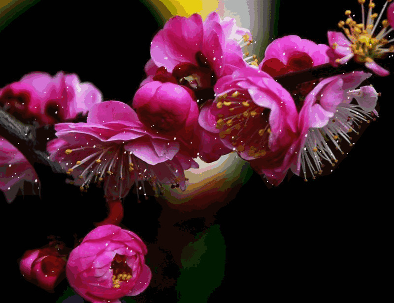 春天唯美的梅花动态图片素材