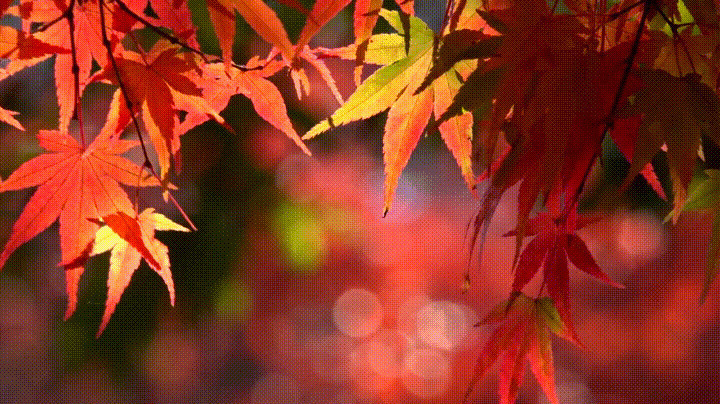 香山上的片片红叶唯美动态图